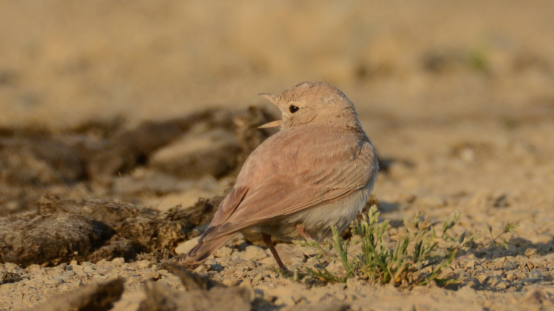 Bar-tailed Lark