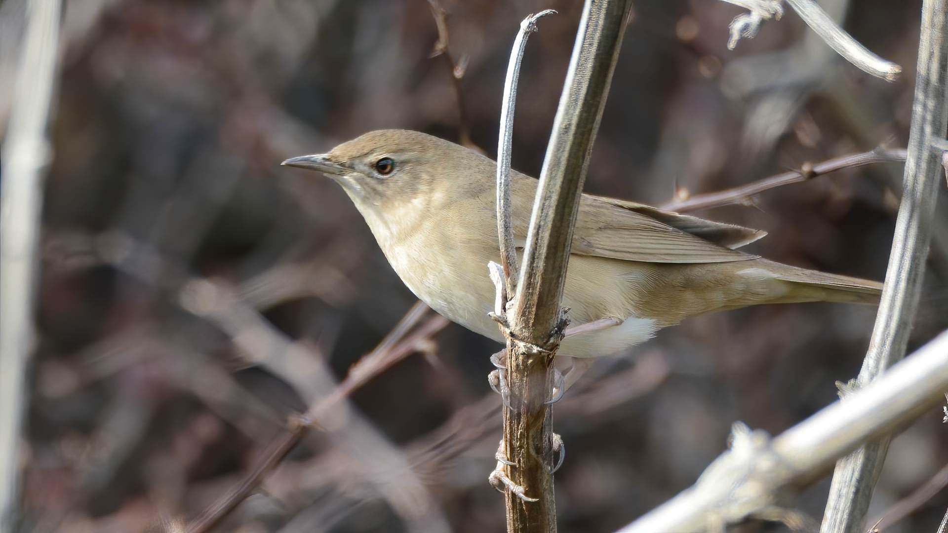 Savi's Warbler