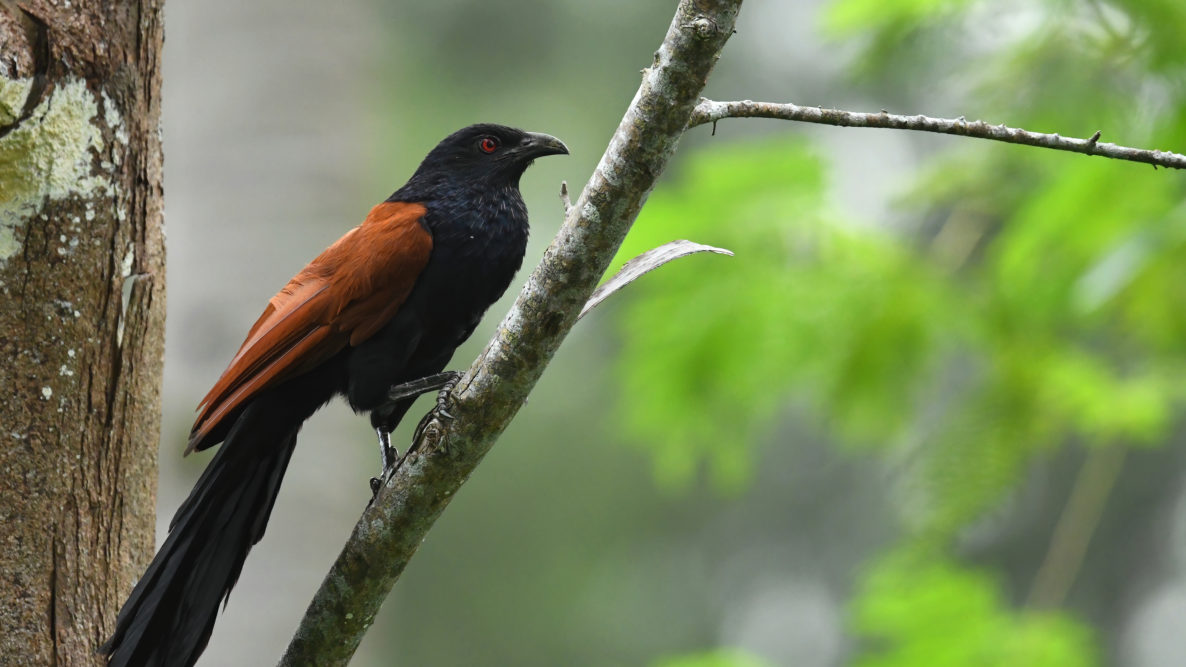 Greater Coucal