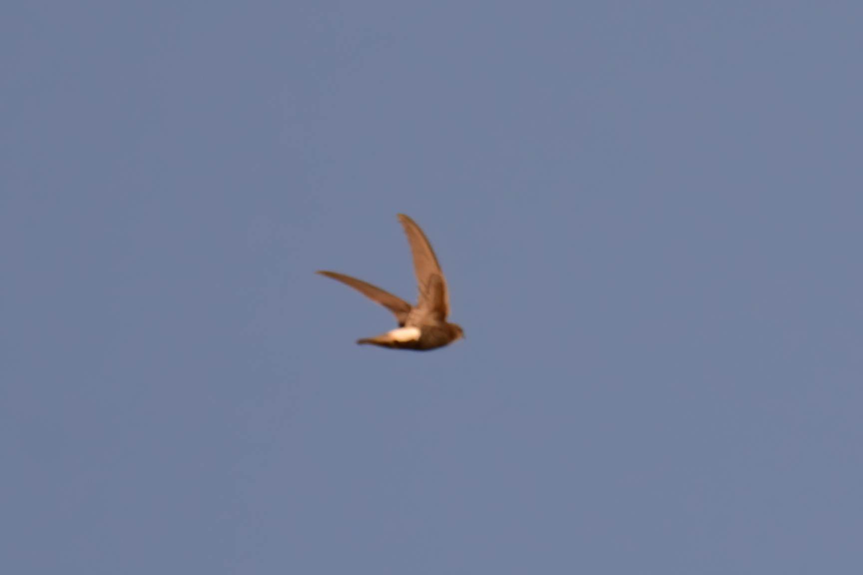 Little Swift