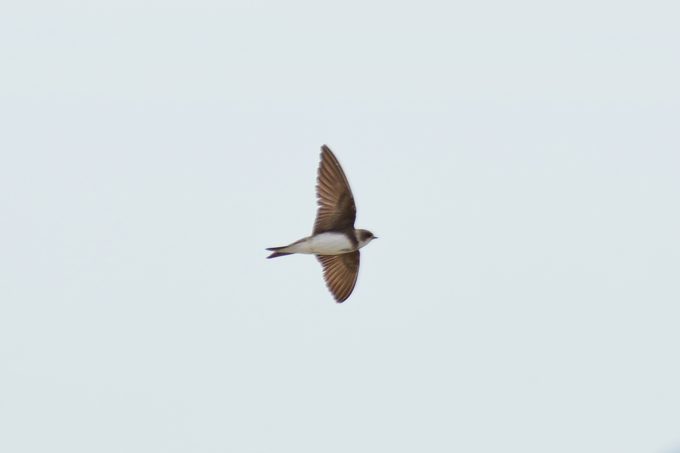 Bank Swallow