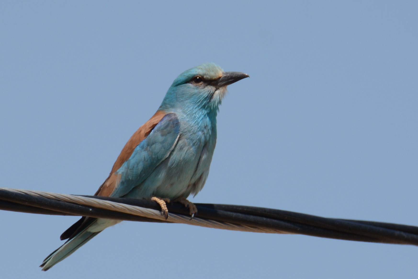 European Roller
