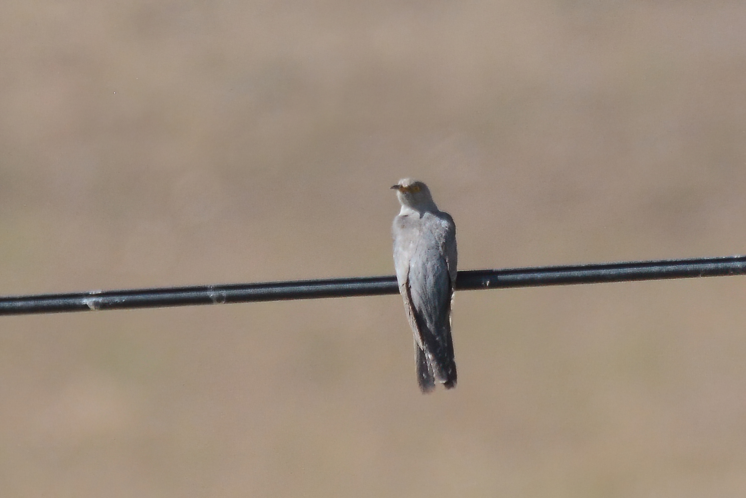 Common Cuckoo