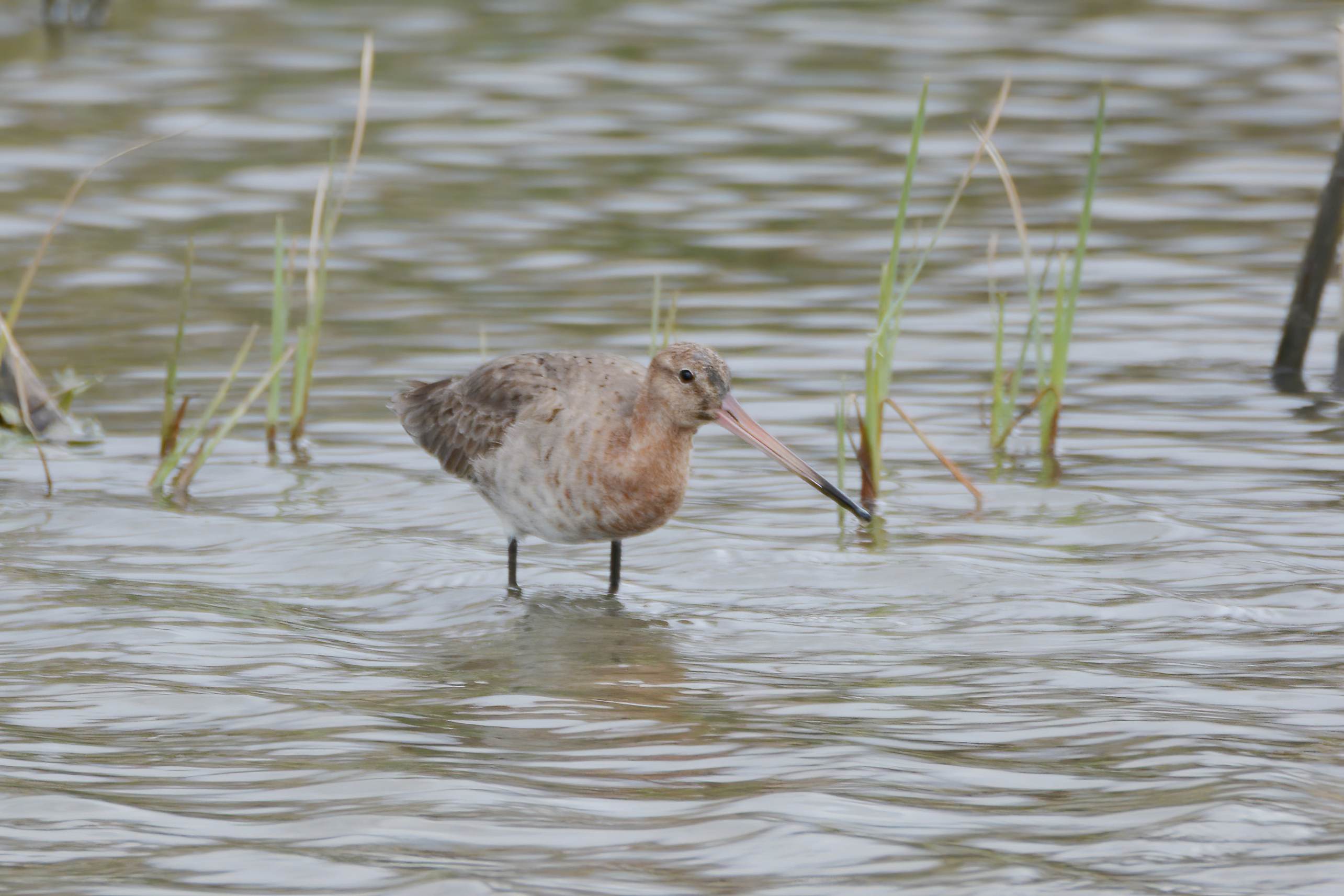 Black-tailed Godwit
