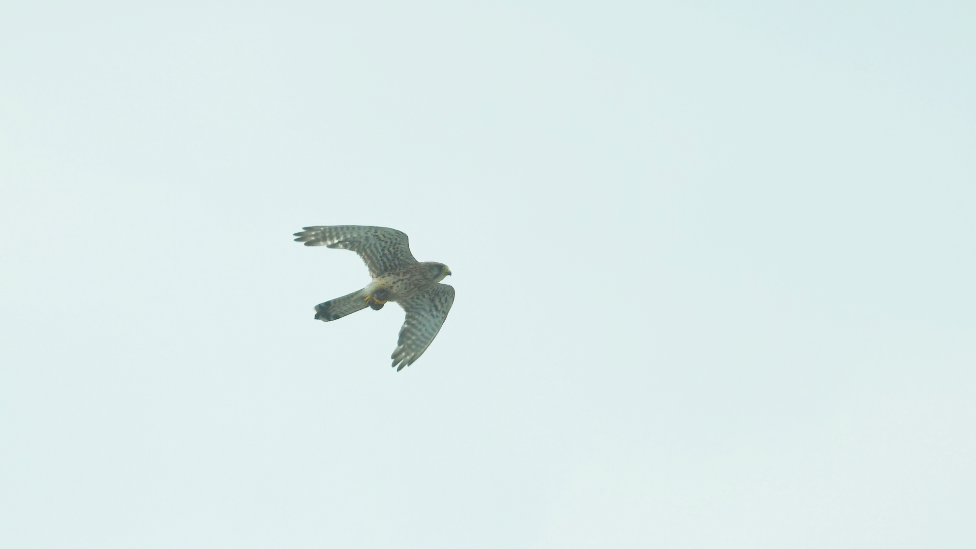 Eurasian Kestrel