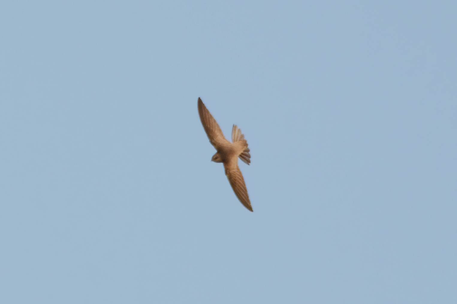 Pallid Swift