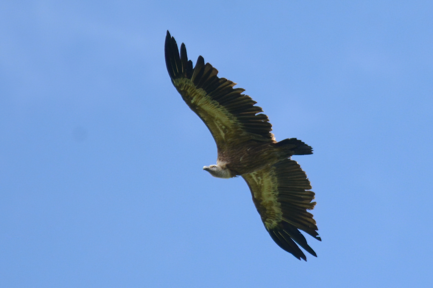 Eurasian Griffon