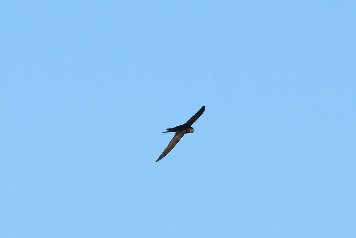 Common Swift