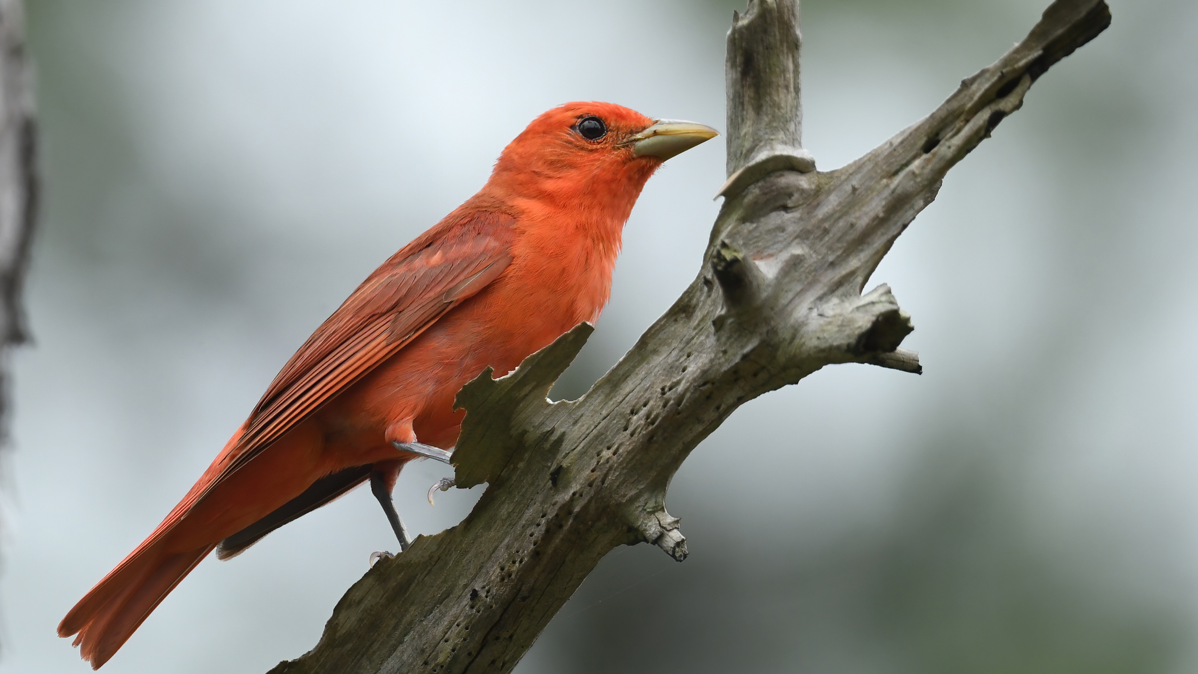 Summer Tanager