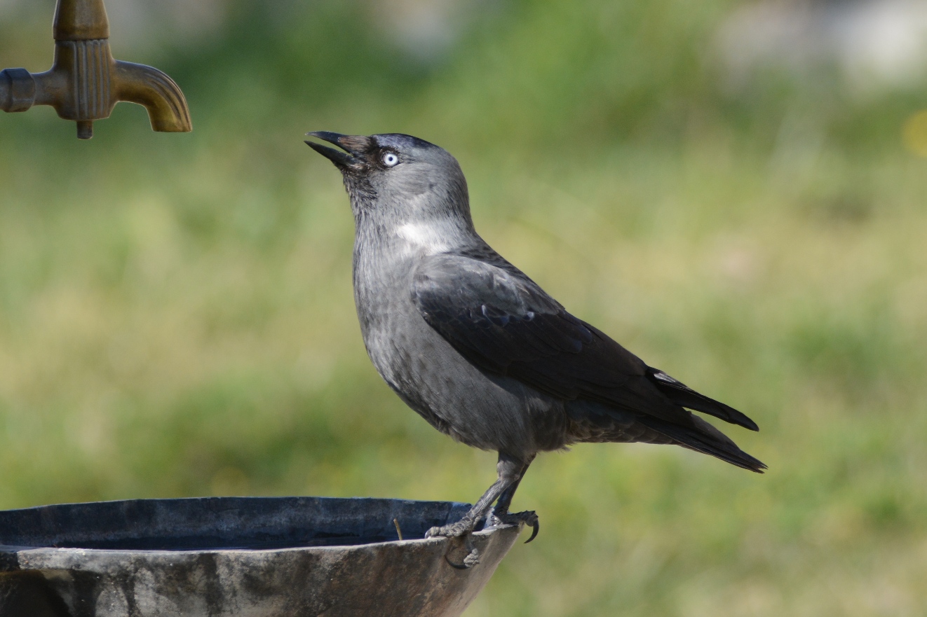 Eurasian Jackdaw