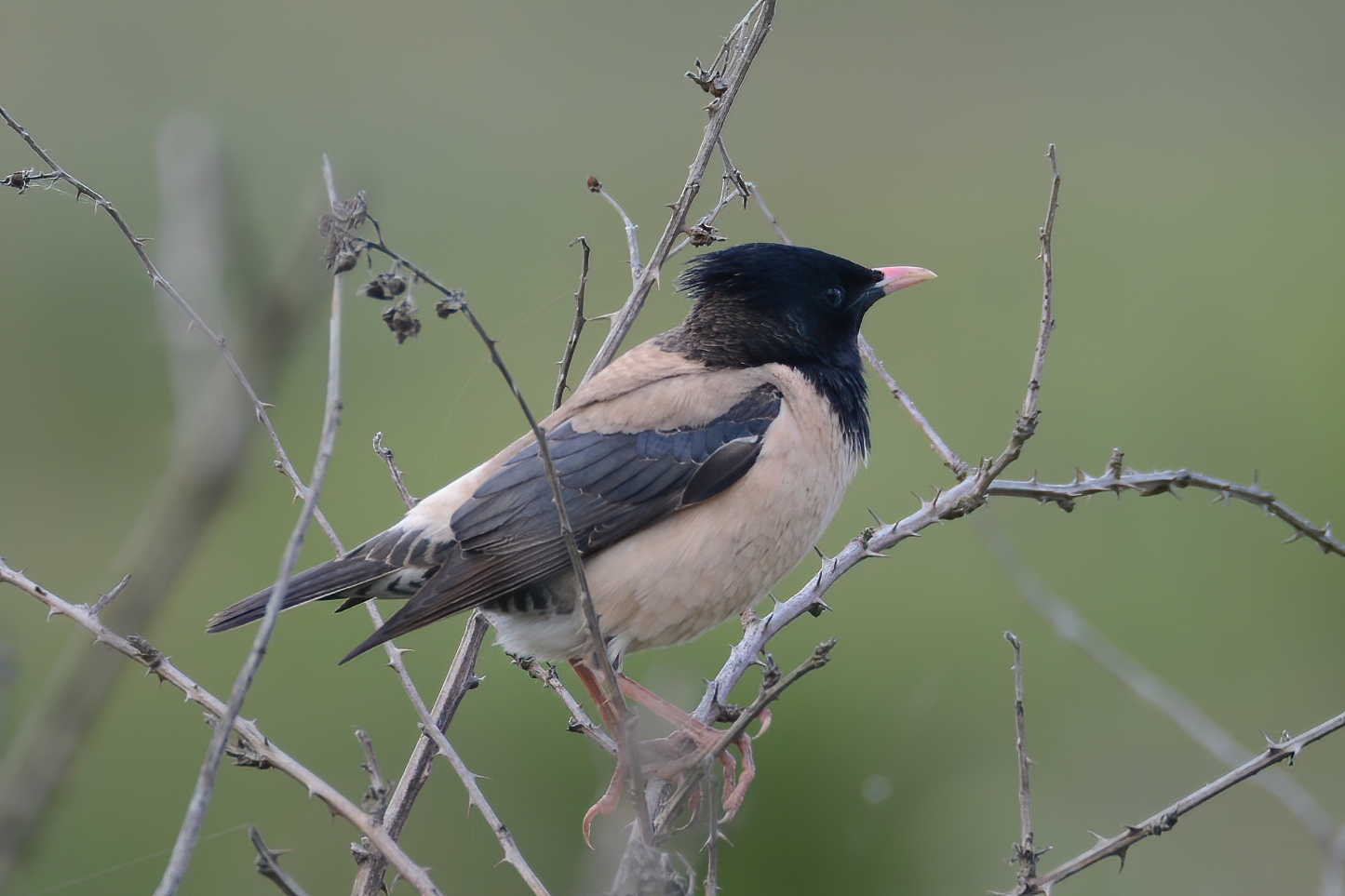 Rosy Starling