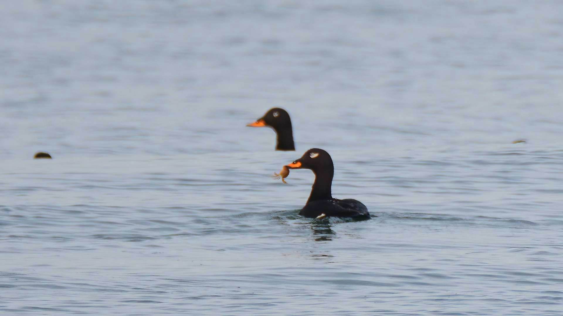Velvet Scoter