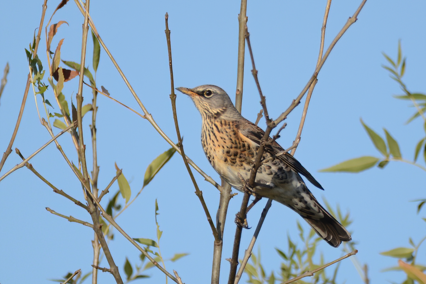Fieldfare
