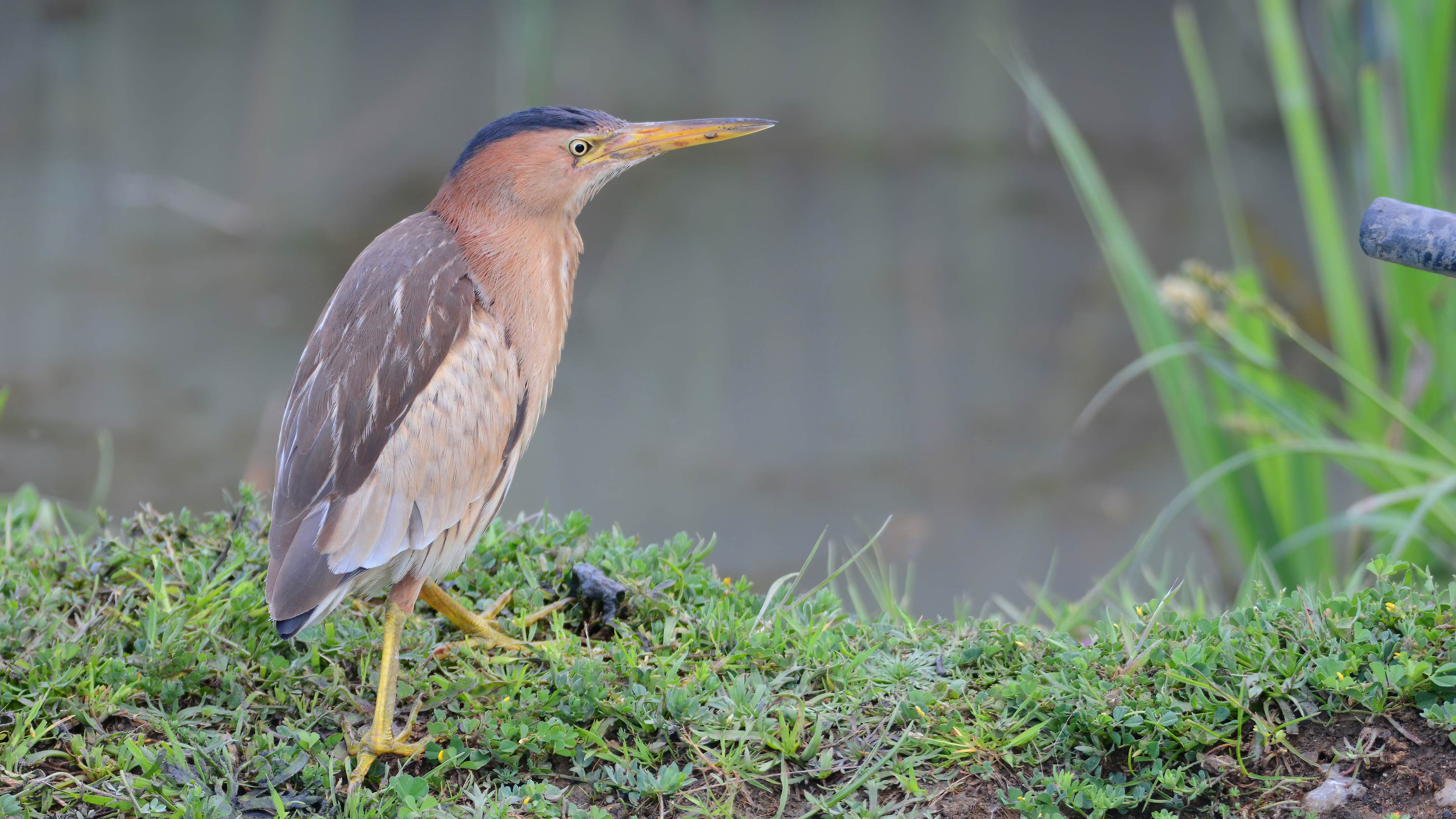 Little Bittern