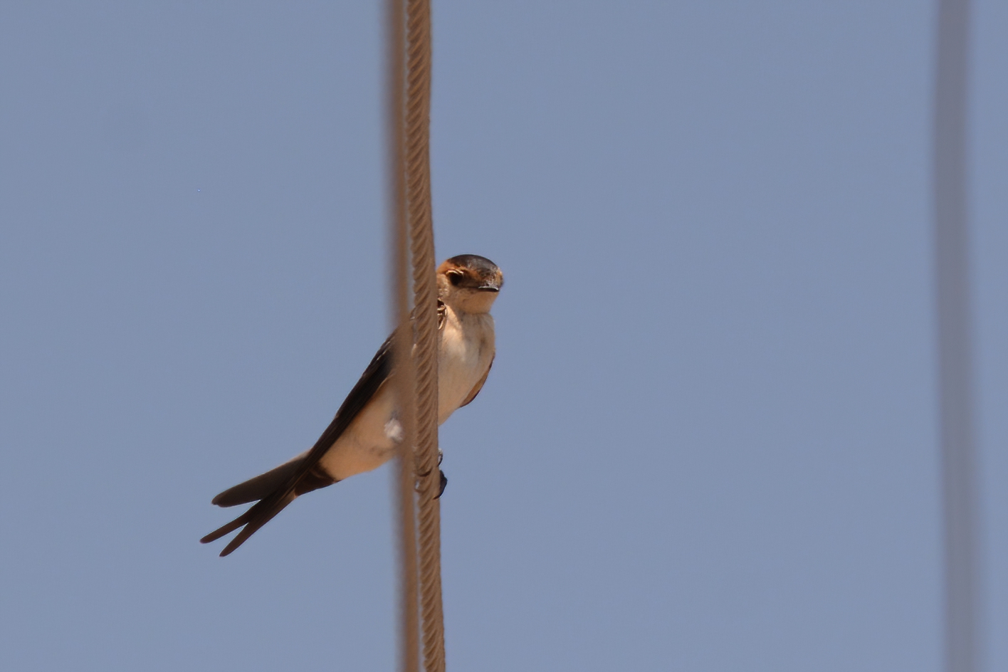 Red-rumped Swallow