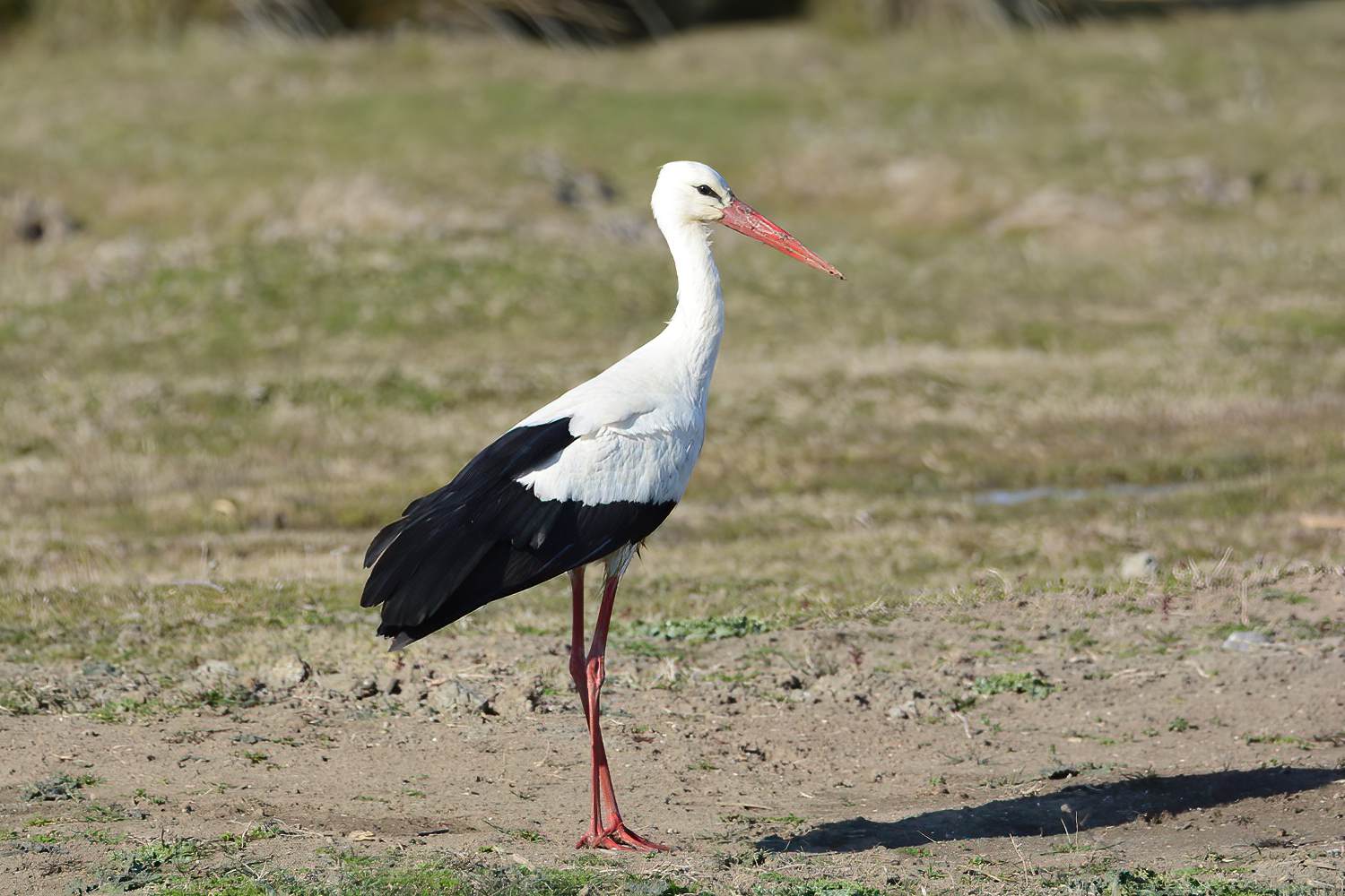 White Stork