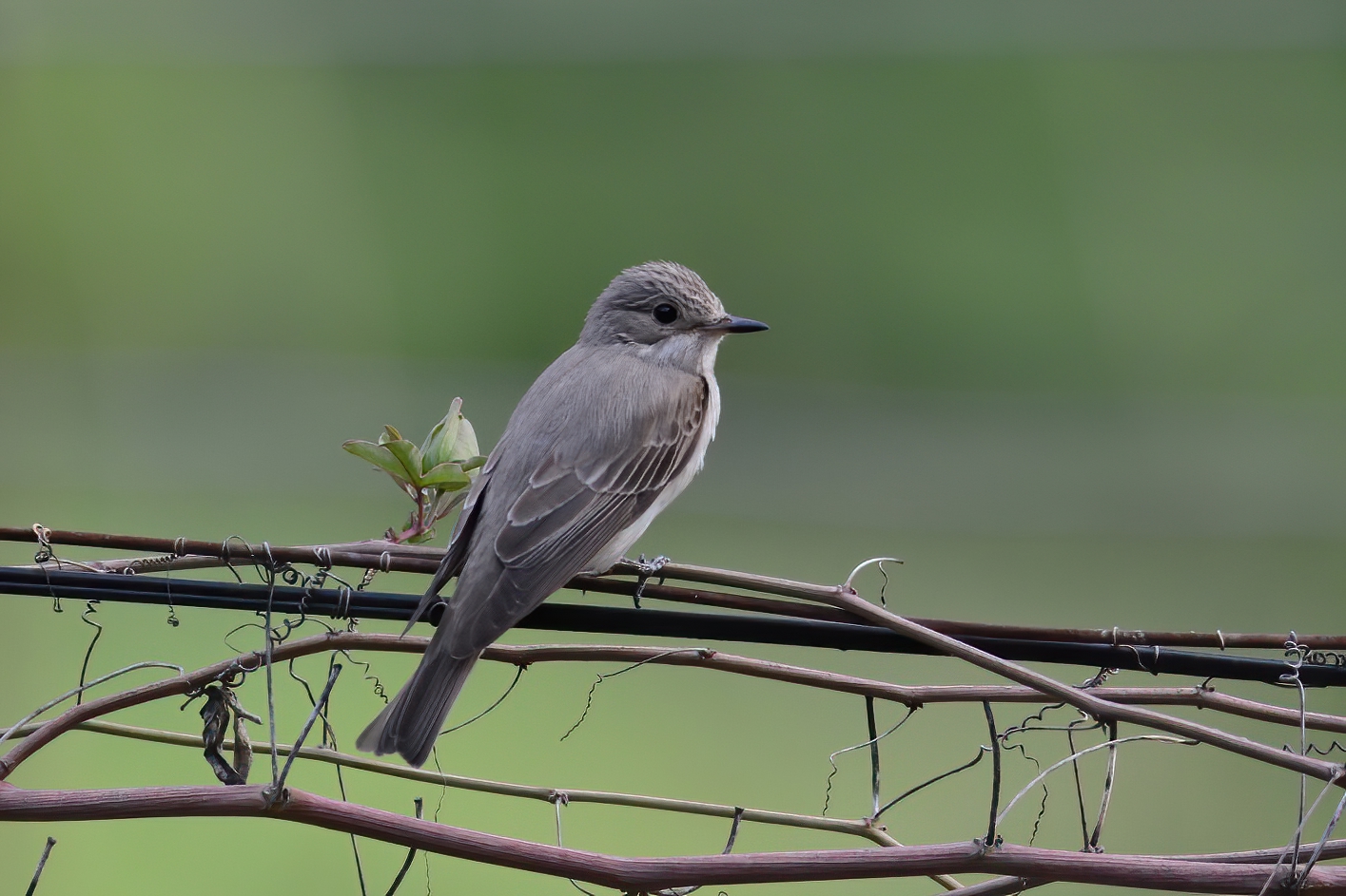 Spotted Flycatcher