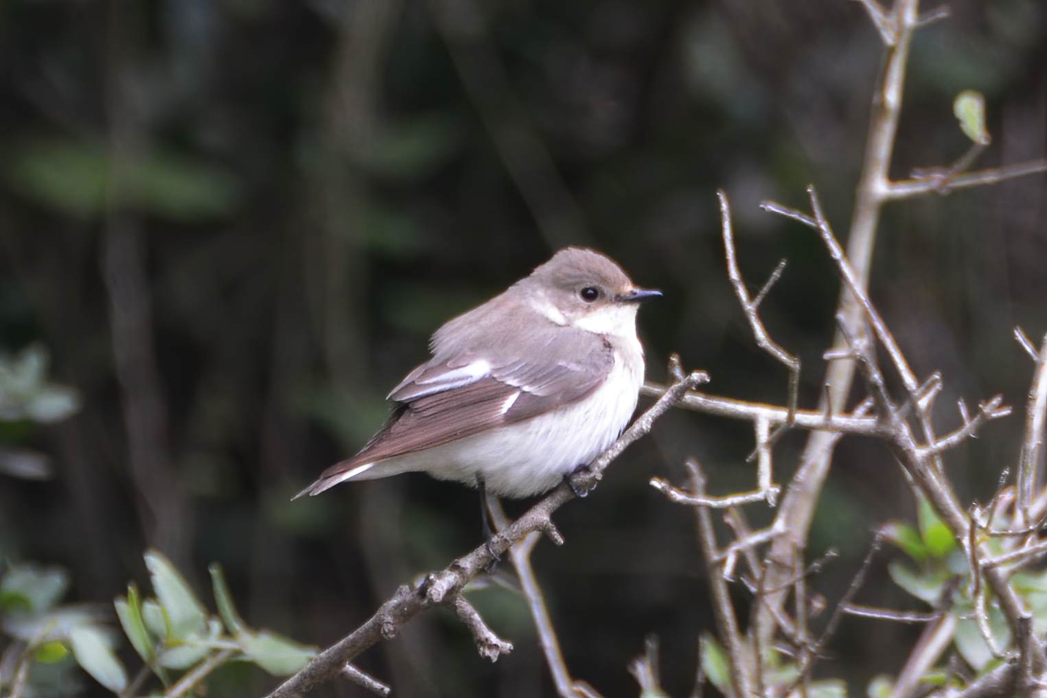 Semicollared Flycatcher