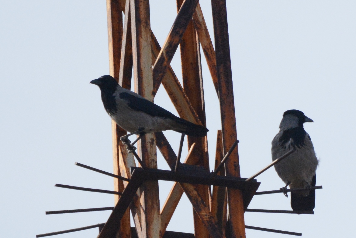 Hooded Crow