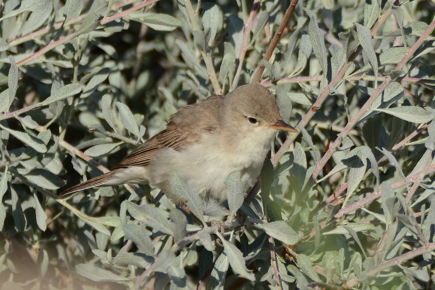 Upcher's Warbler