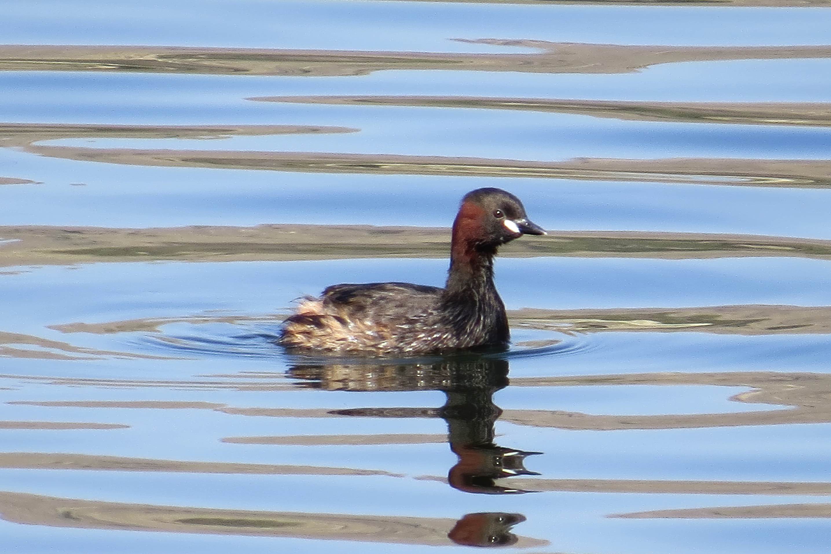 Little Grebe
