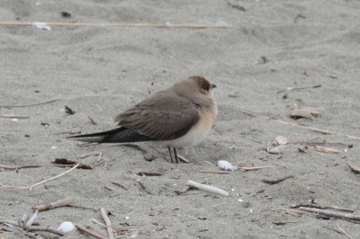 Black-winged Pratincole