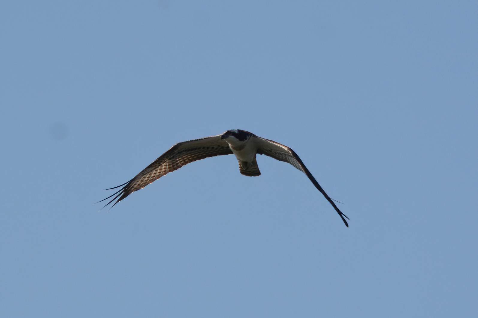 Osprey