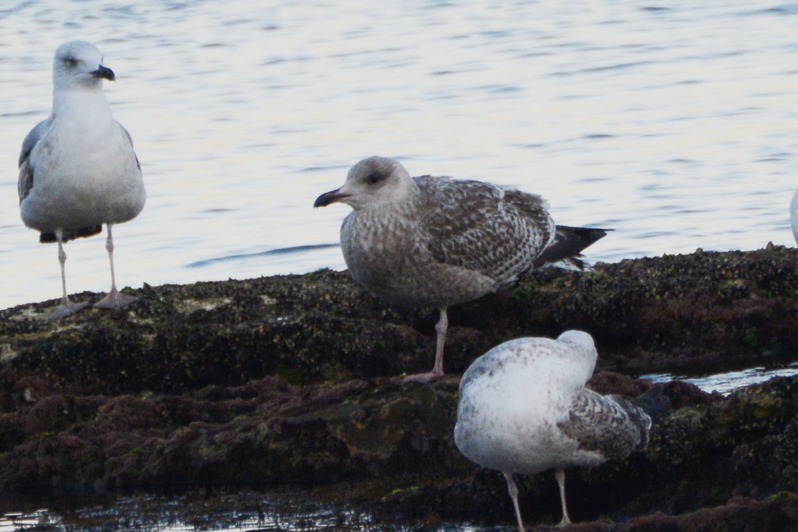 Herring Gull
