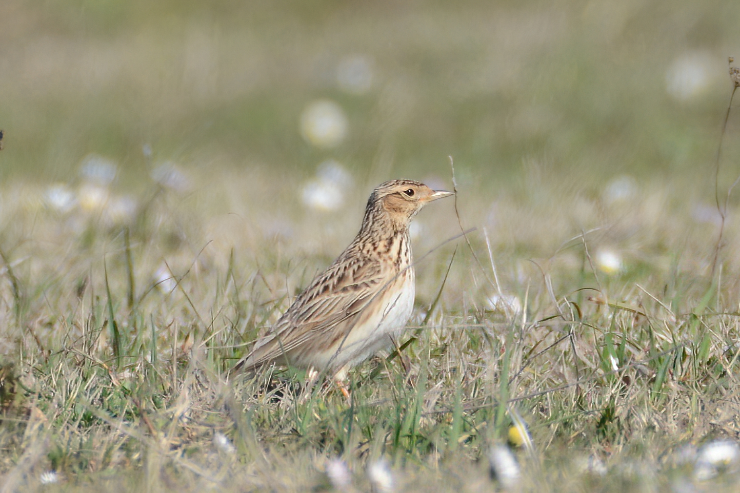 Eurasian Skylark
