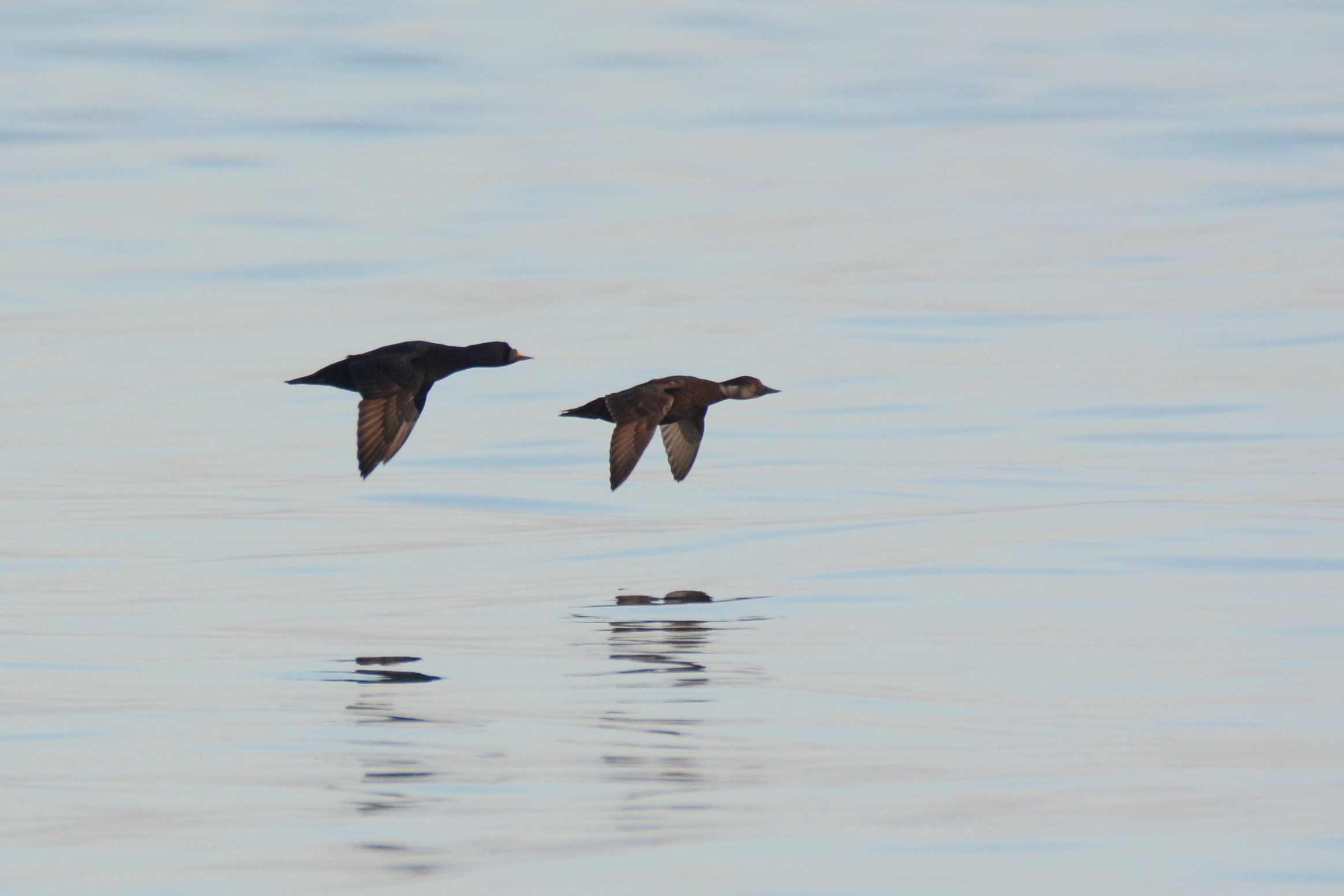 Common Scoter