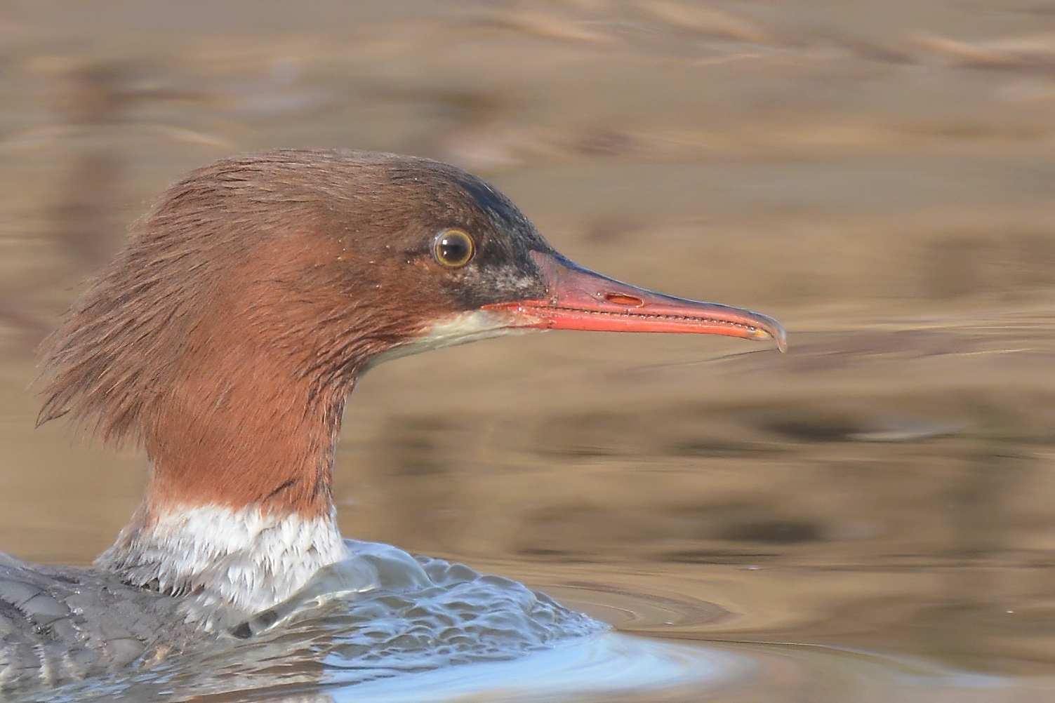 Common Merganser