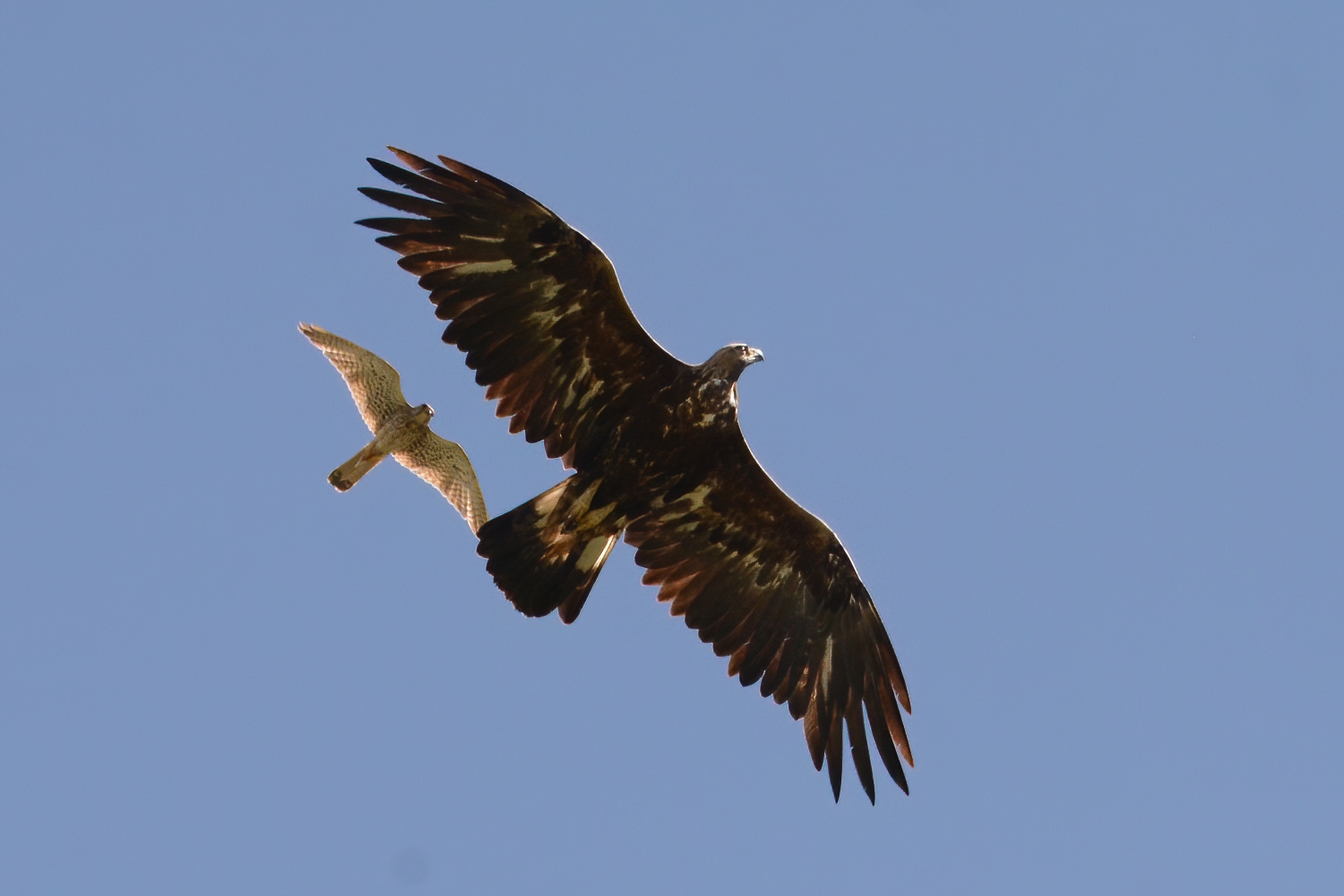 Golden Eagle