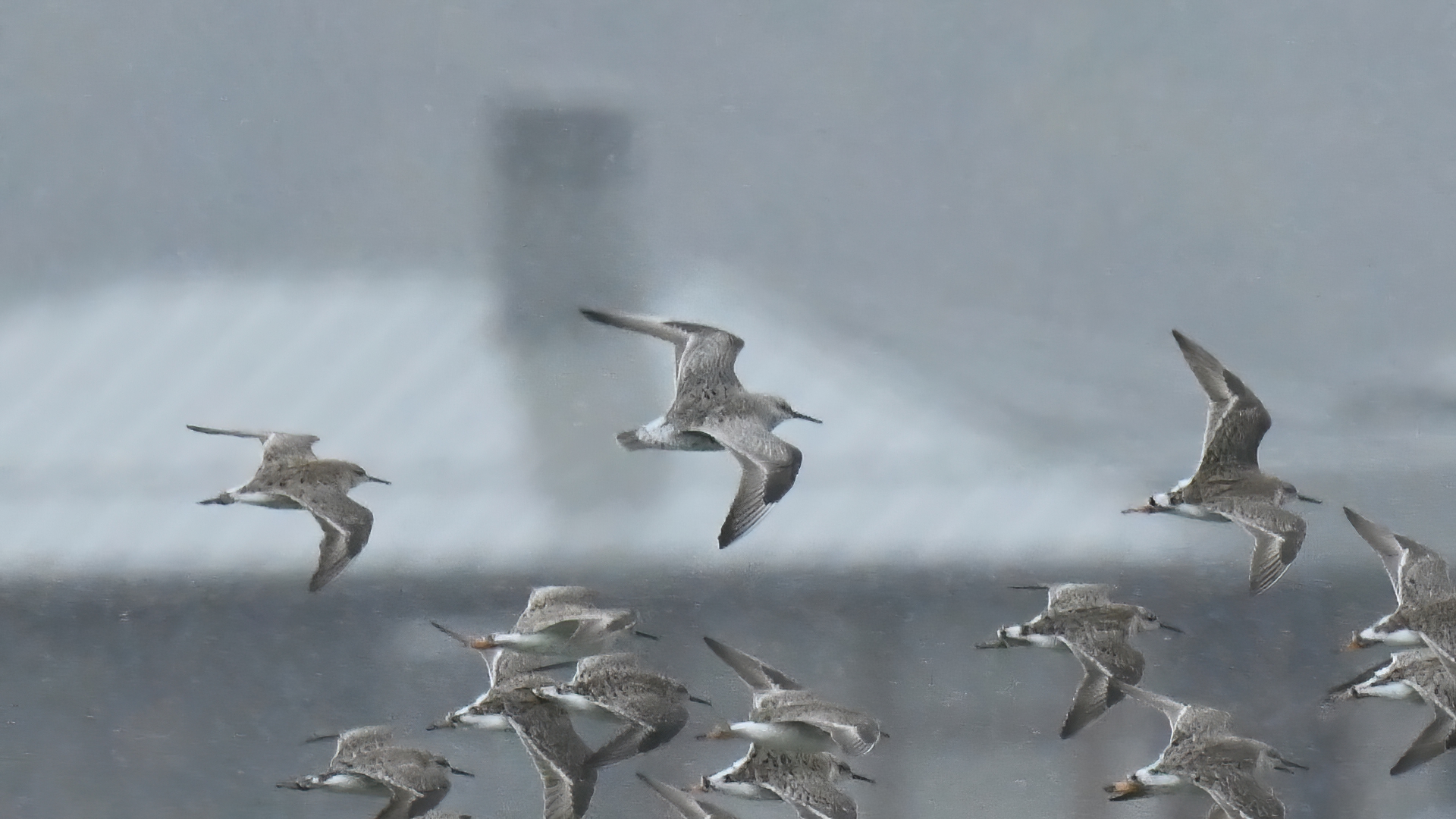 Great Knot — Ana fotoğraf