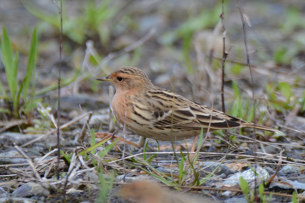 Red-throated Pipit