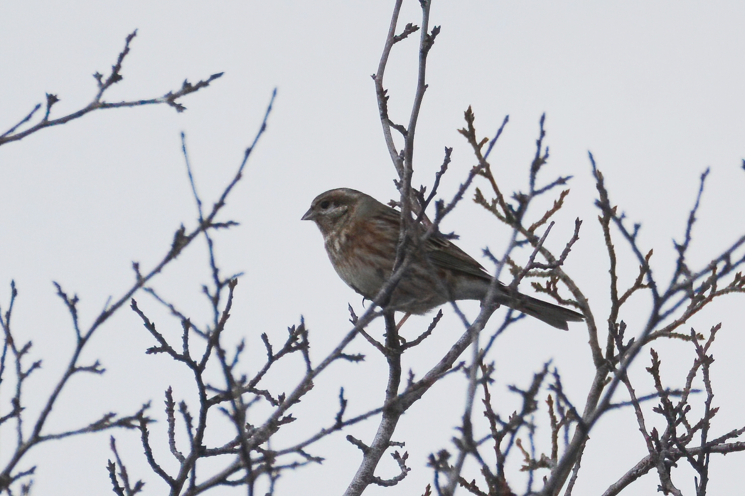 Pine Bunting