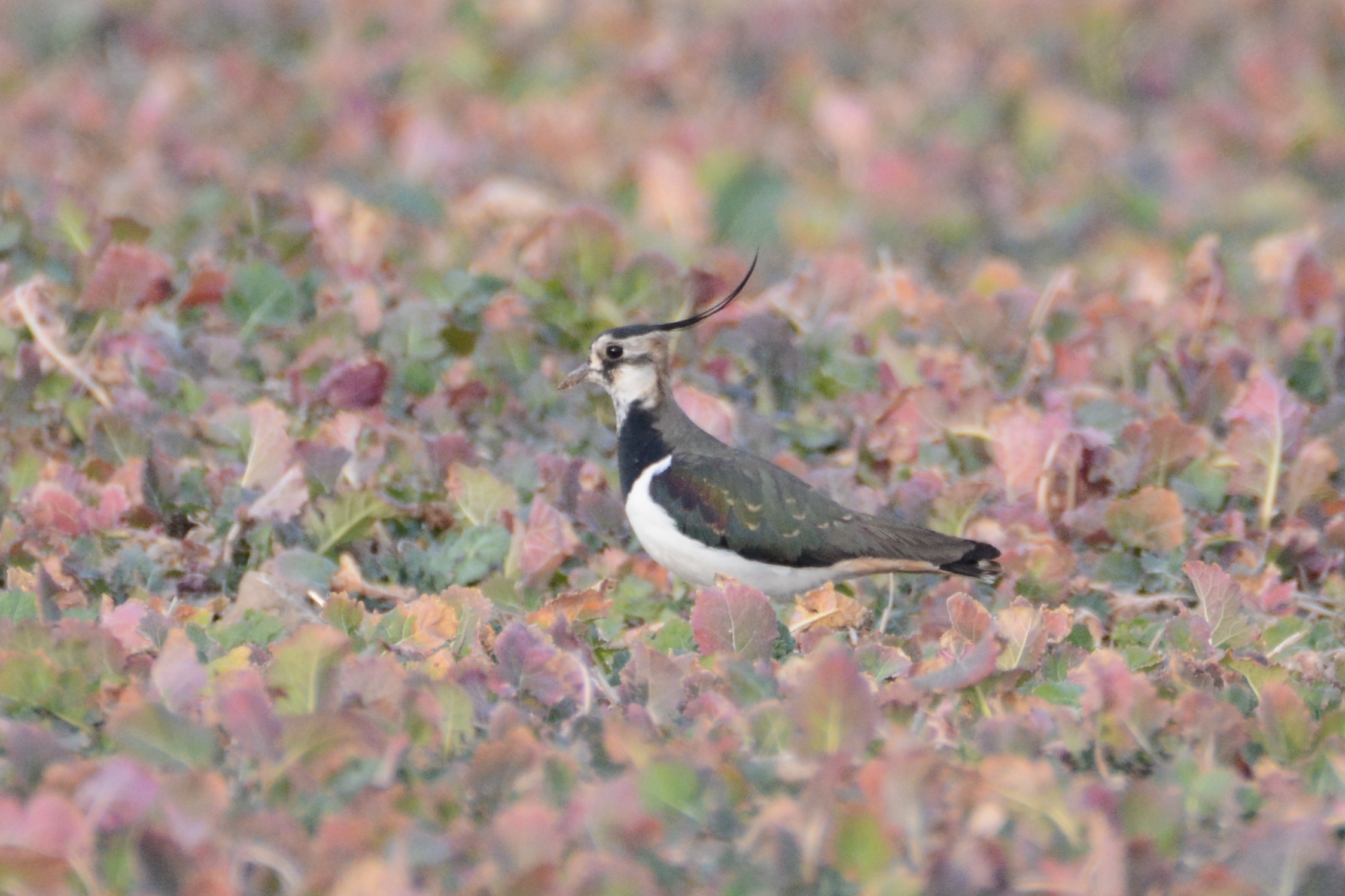 Northern Lapwing