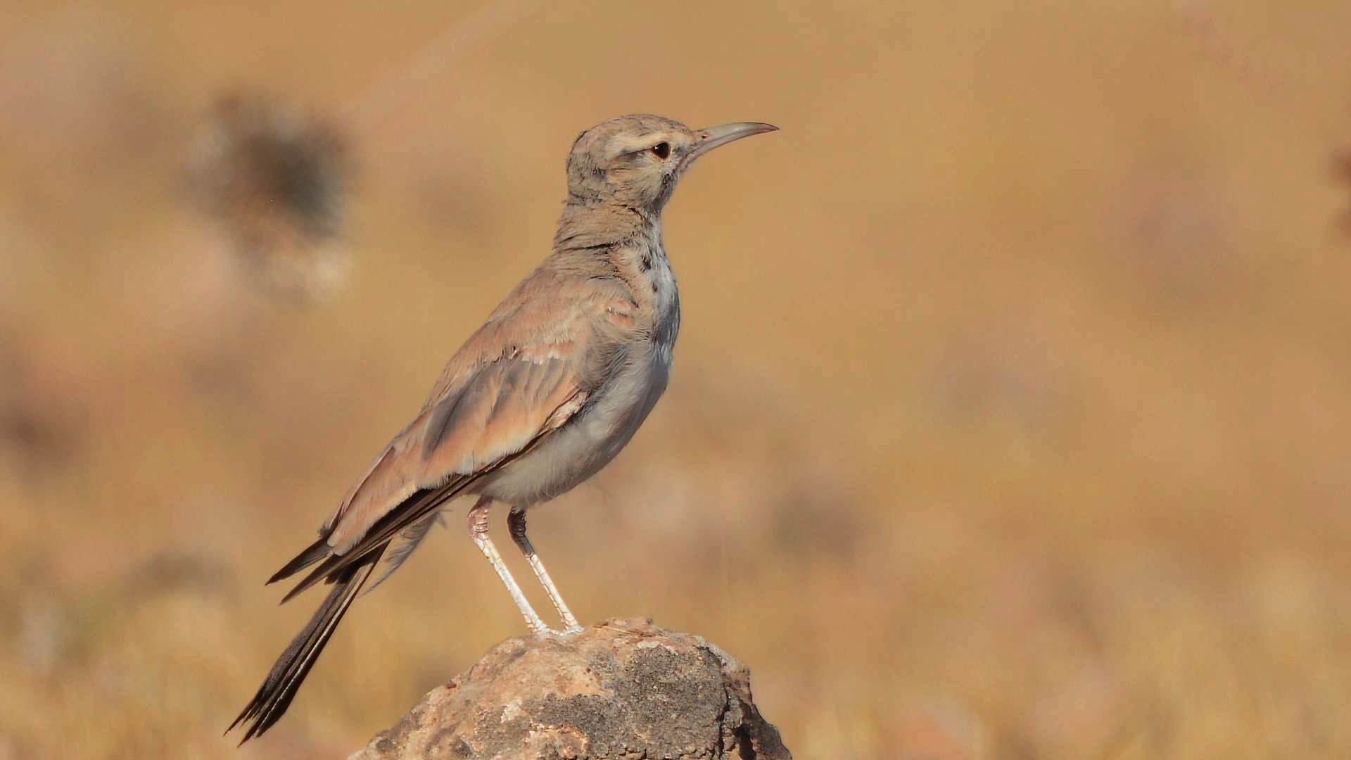 Greater Hoopoe-Lark