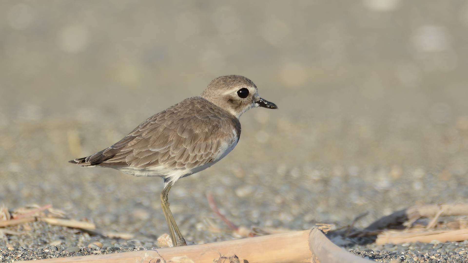 Lesser Sand-Plover