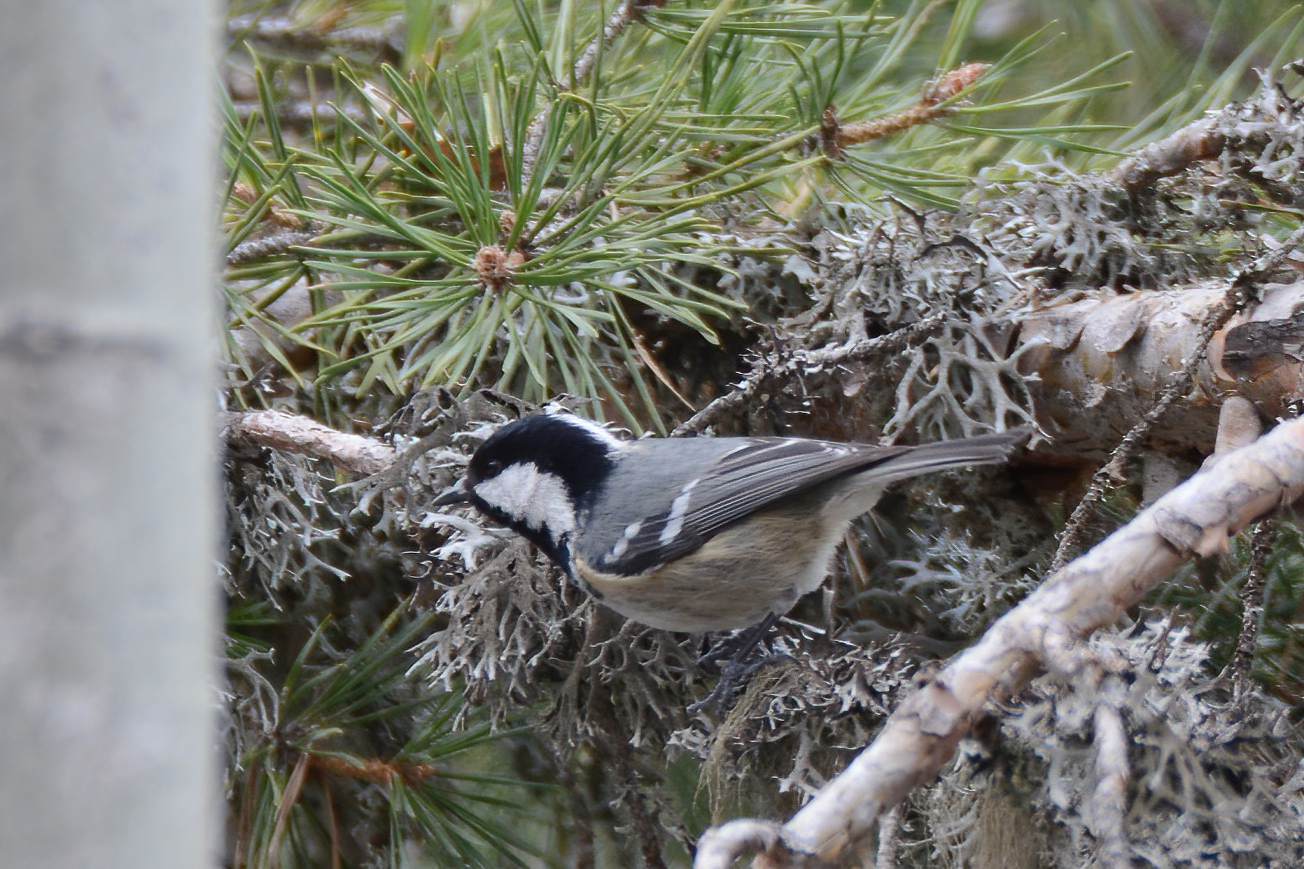 Coal Tit