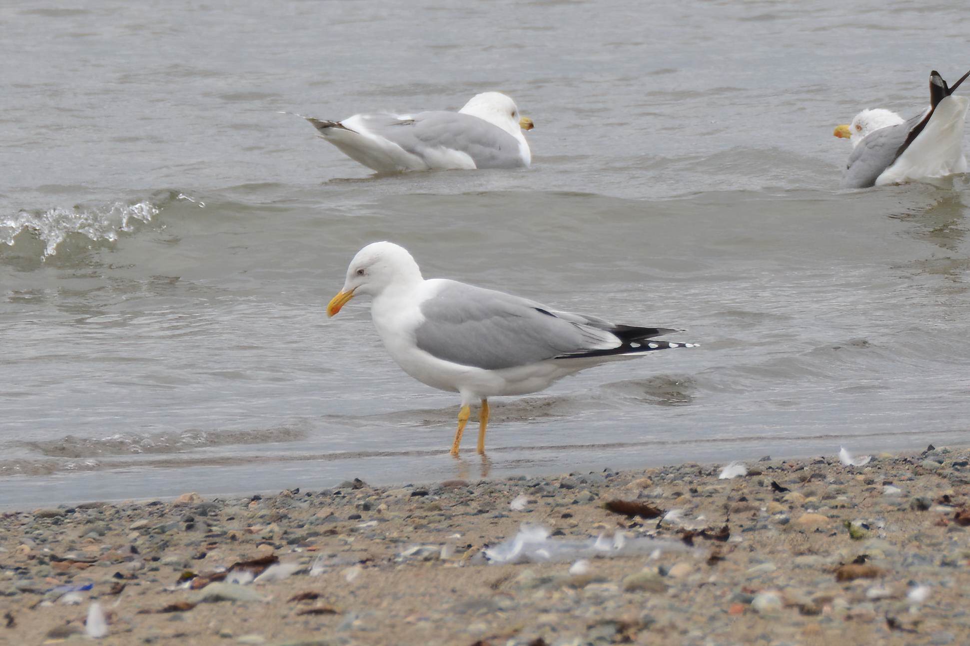 Yellow-legged Gull