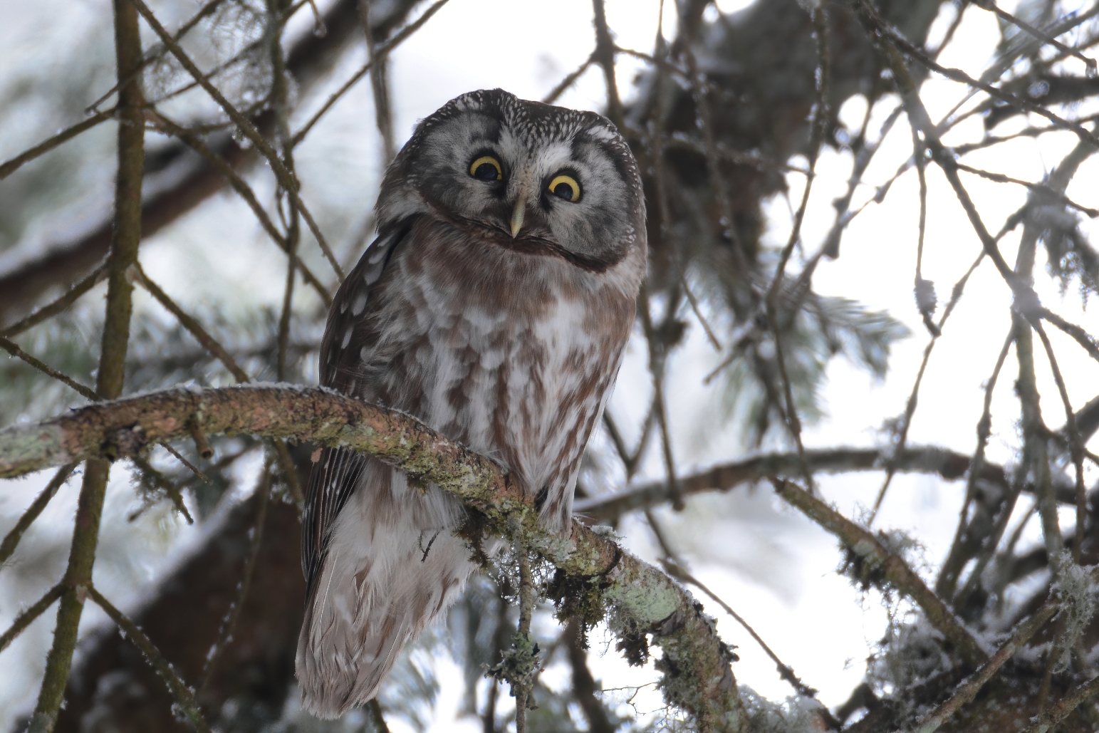 Boreal Owl