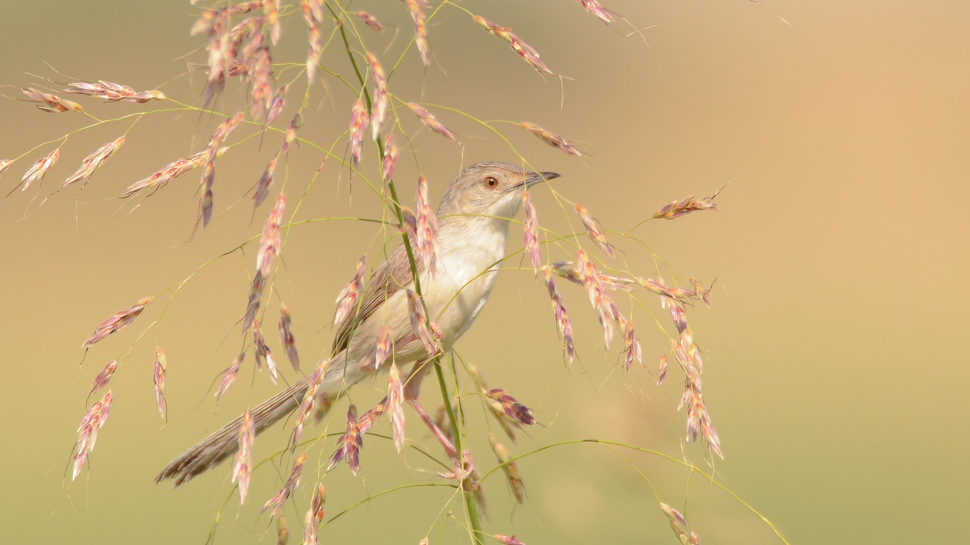 Graceful Prinia