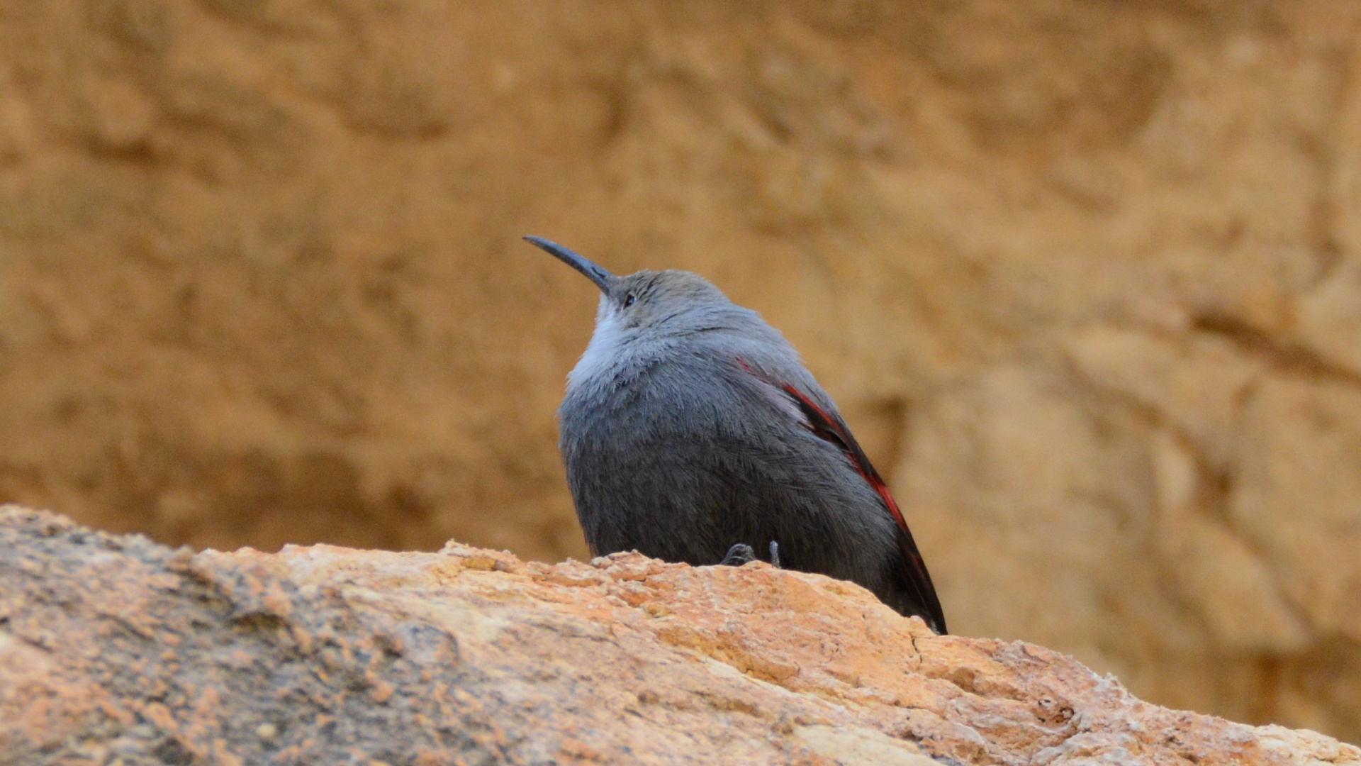 Wallcreeper