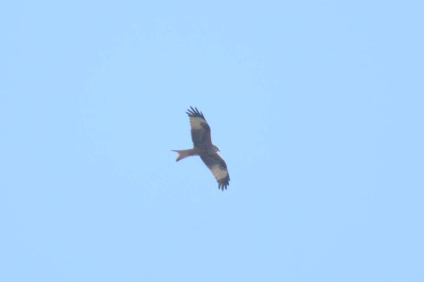 Red Kite