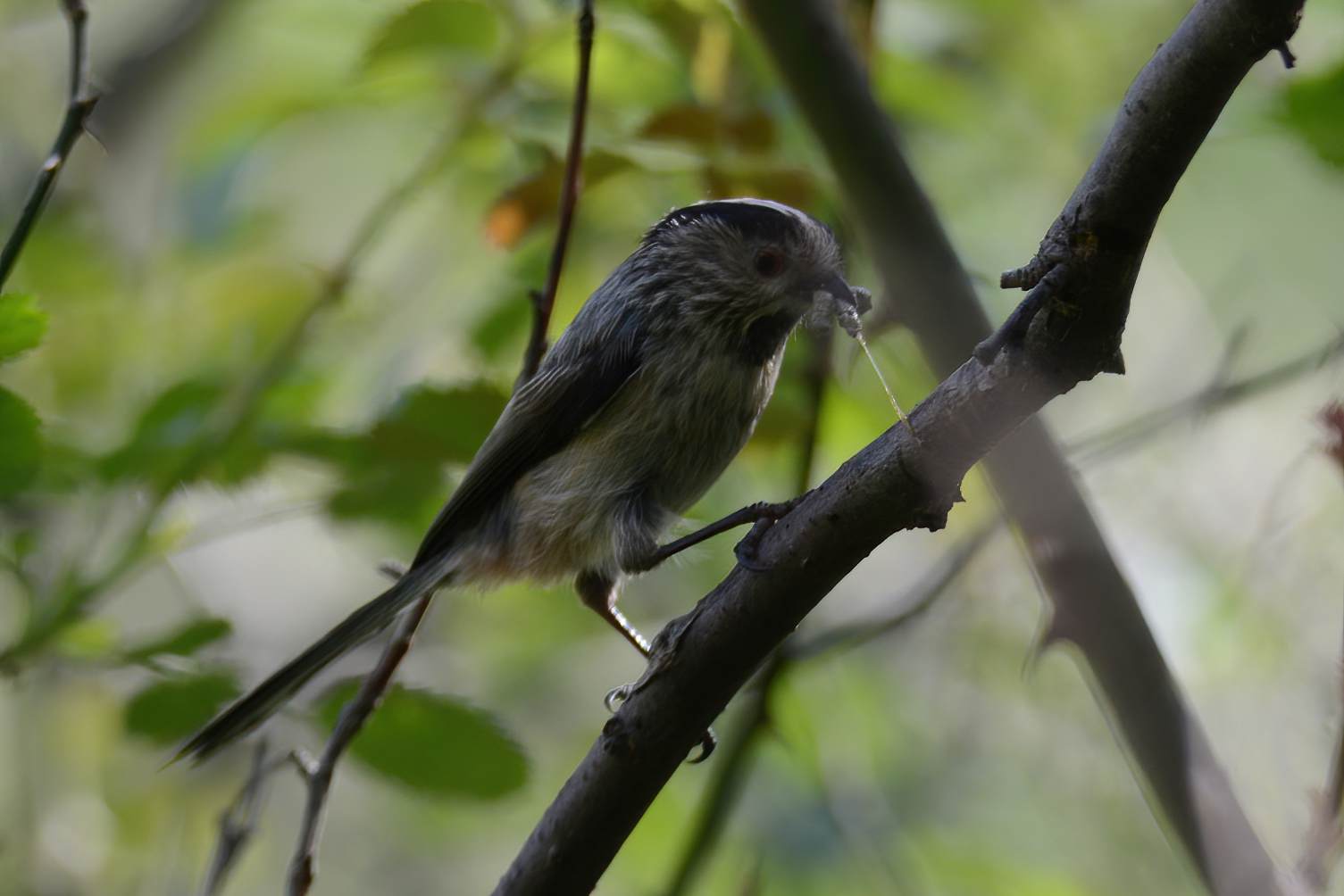 Long-tailed Tit