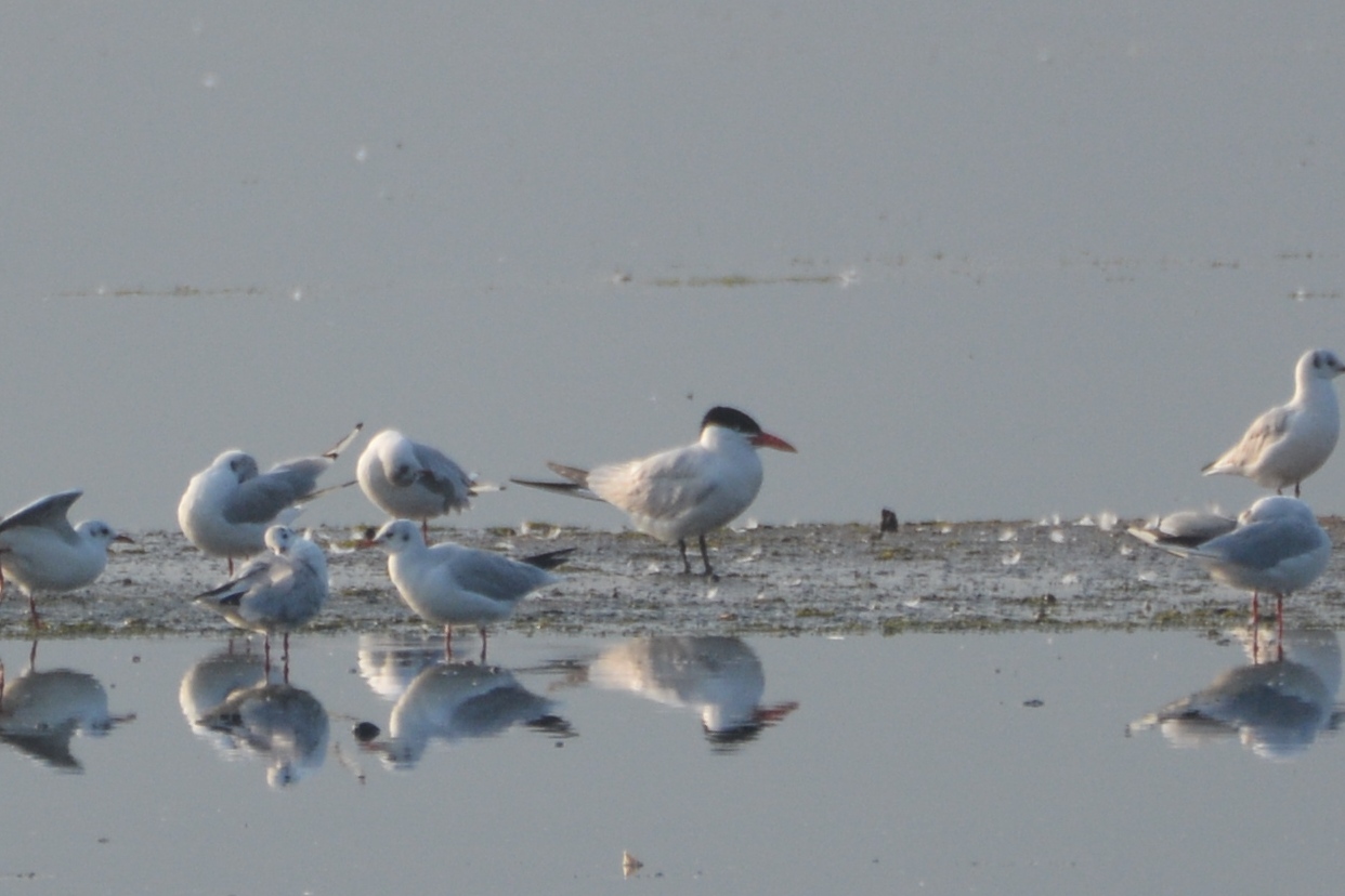 Caspian Tern