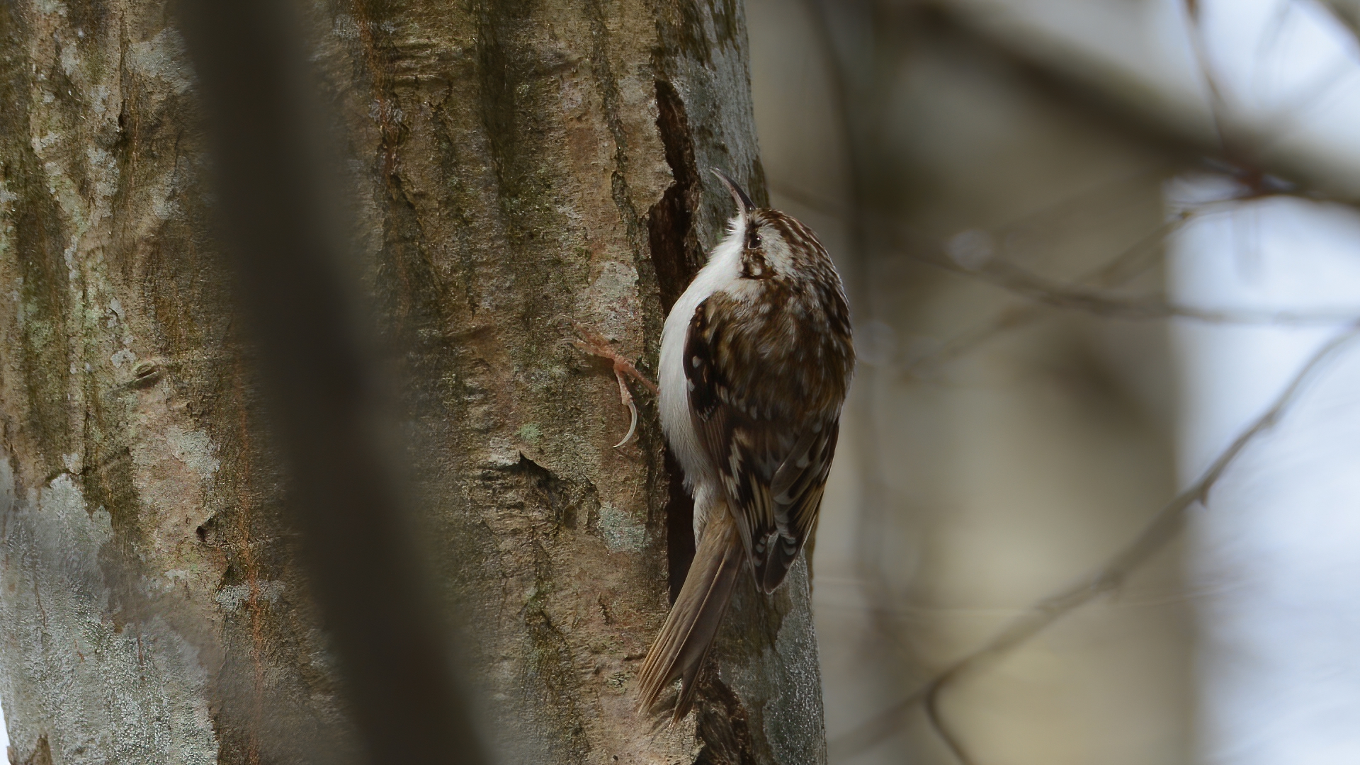Eurasian Treecreeper