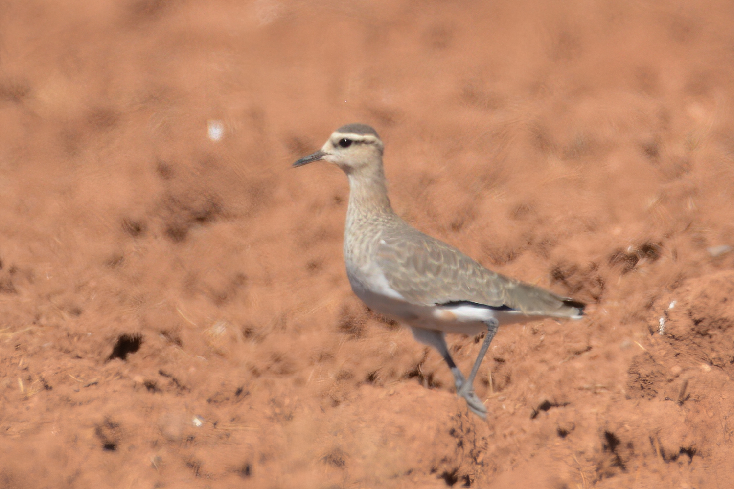 Sociable Lapwing
