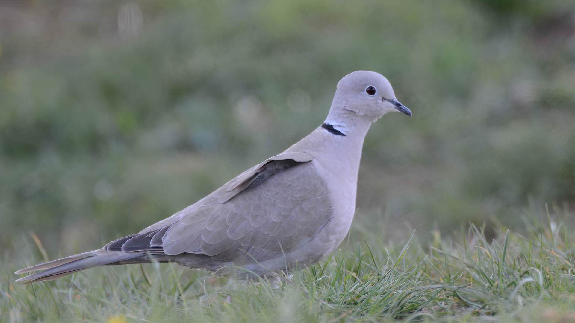 Eurasian Collared-Dove