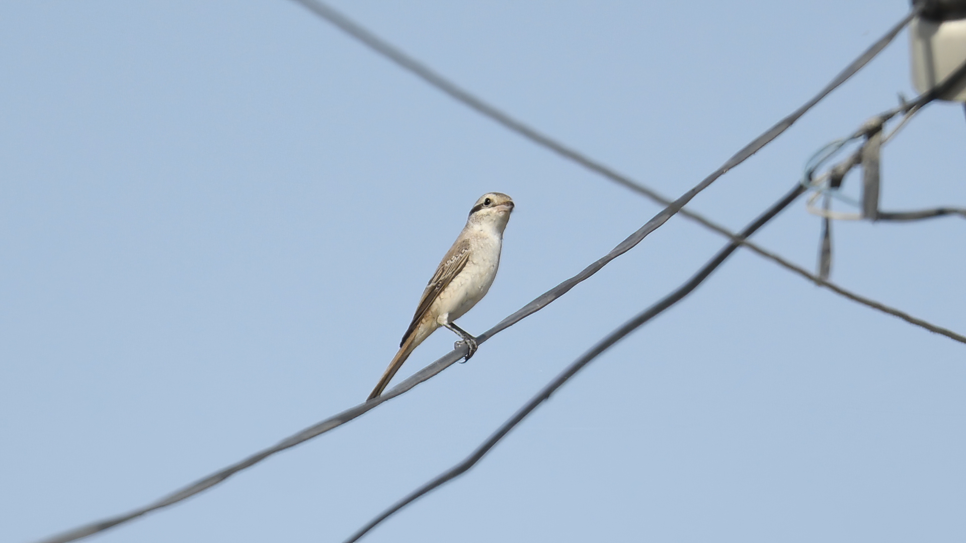 Red-tailed Shrike